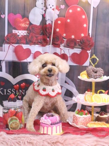 20250225クッキーくん